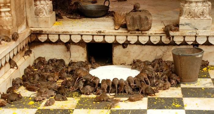 karni mata mandir – temple of rats in rajasthan