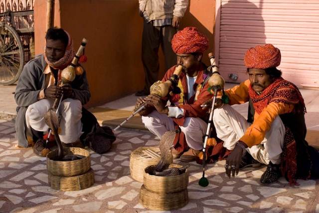 The Vadi tribe, Gujarat
